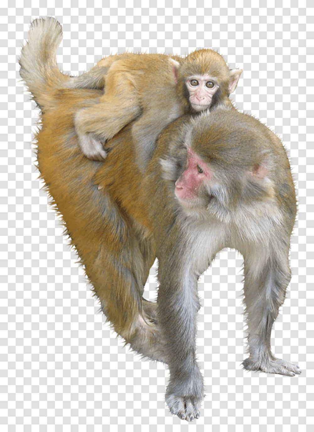 Macaque Ape Monkey Monkey, Wildlife, Mammal, Animal, Baboon Transparent Png