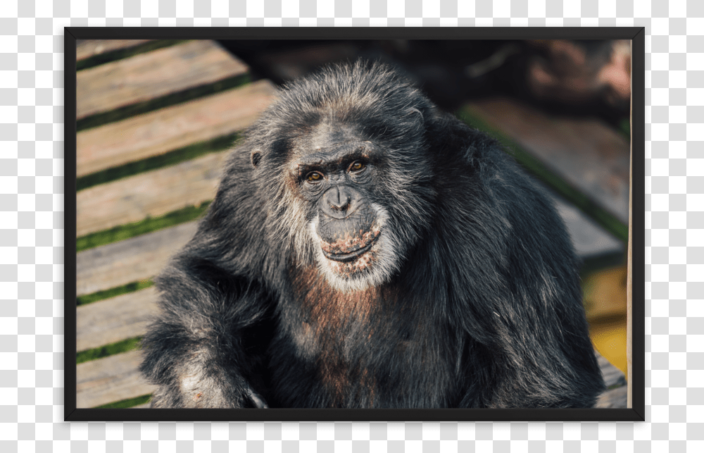 Macaque, Ape, Wildlife, Mammal, Animal Transparent Png