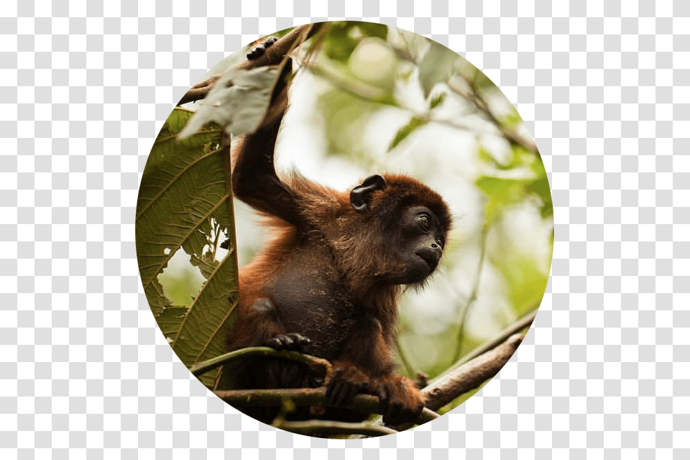 Macaque, Wildlife, Animal, Mammal, Monkey Transparent Png