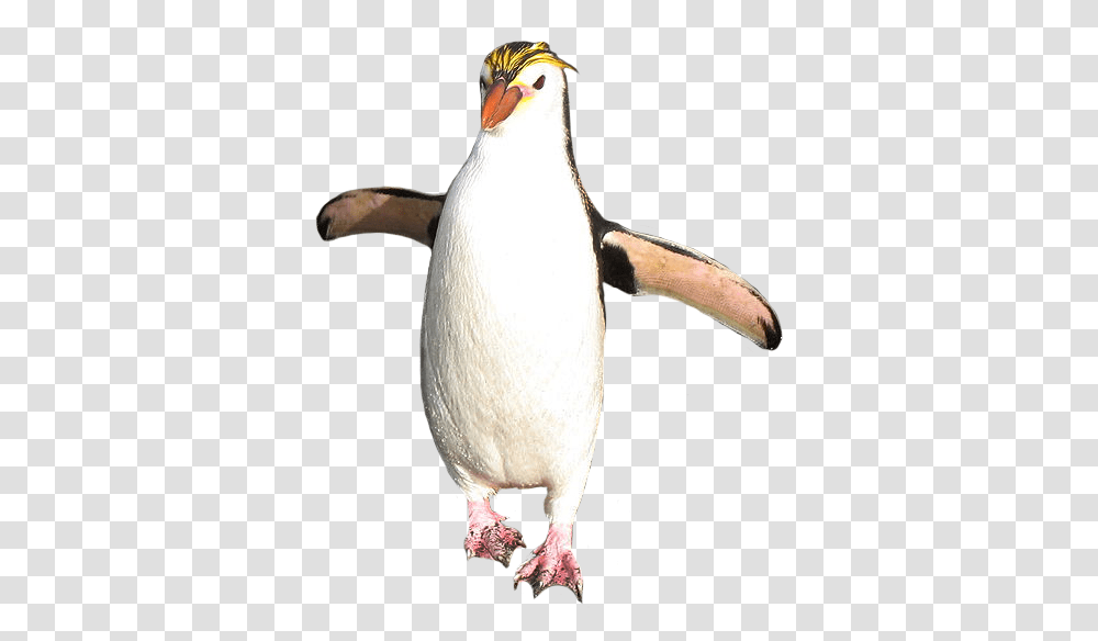 Macaroni Penguin Rockhopper Penguin Background, Bird, Animal, King Penguin Transparent Png