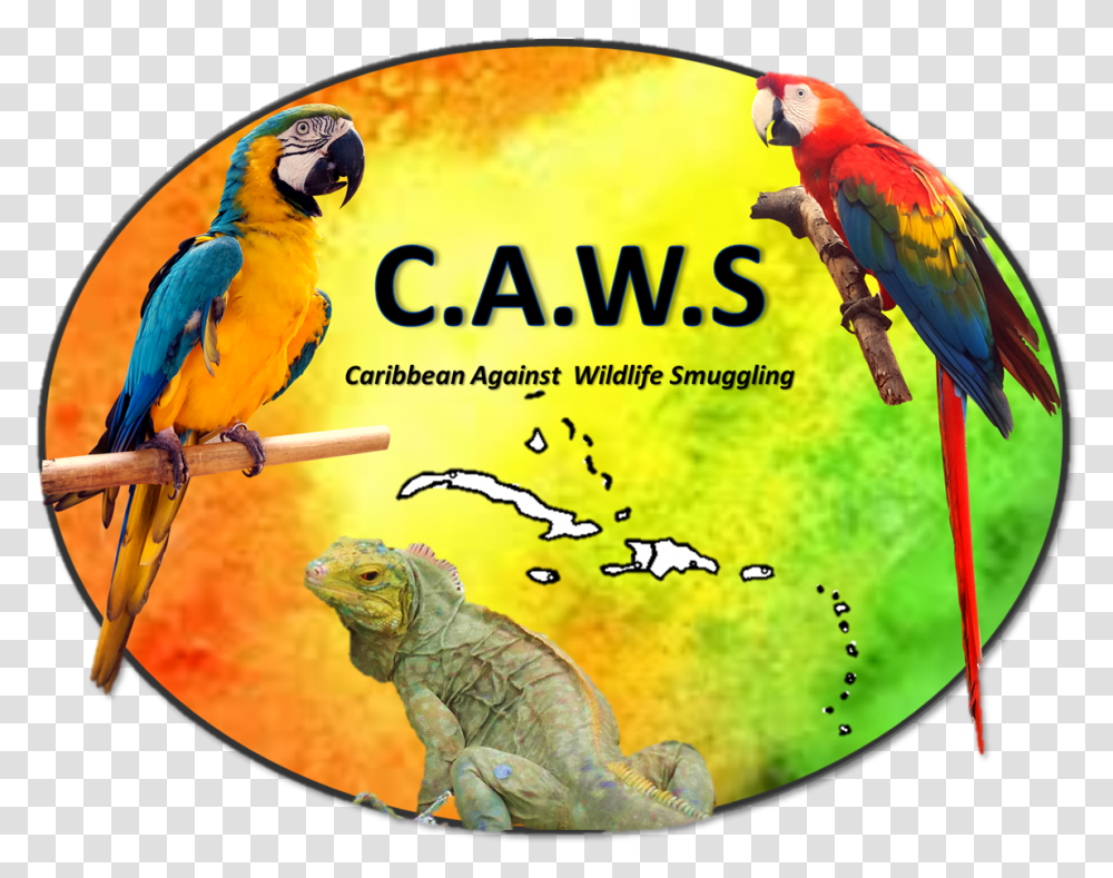 Macaw, Animal, Bird, Parrot, Reptile Transparent Png