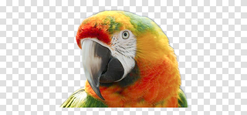 Macaw, Bird, Animal, Parrot, Beak Transparent Png