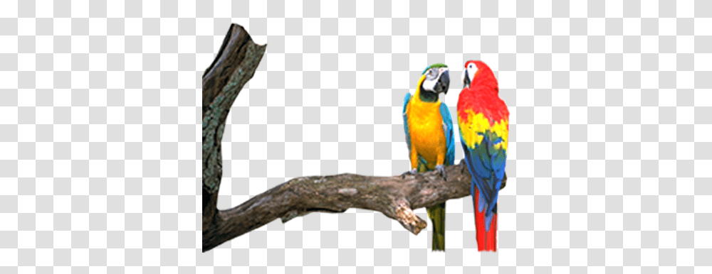 Macaw, Bird, Animal, Parrot, Beak Transparent Png