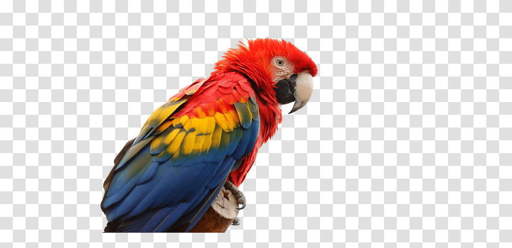 Macaw Bird, Animal, Parrot, Chicken, Poultry Transparent Png