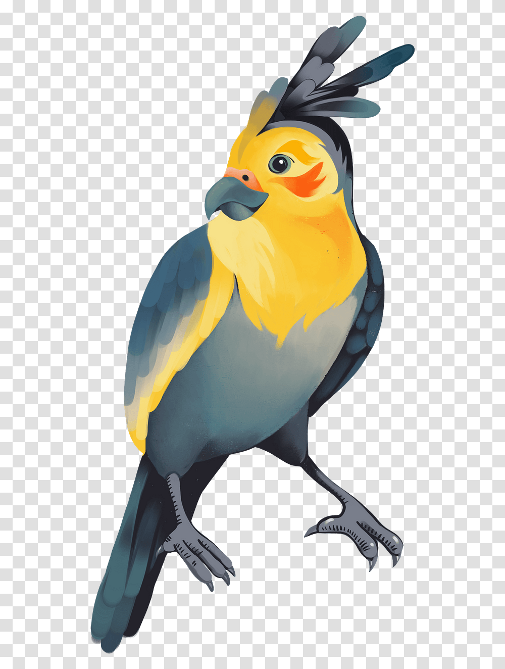 Macaw, Bird, Animal, Parrot, Finch Transparent Png