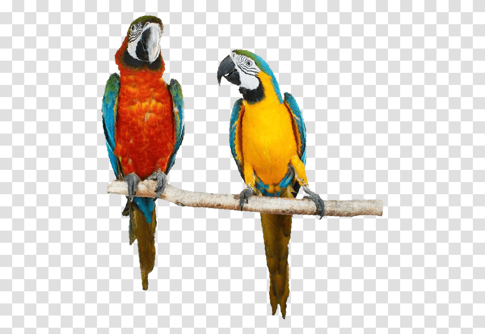 Macaw, Bird, Animal, Parrot Transparent Png