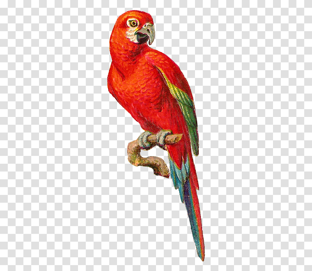 Macaw Bird Hd, Parrot, Animal Transparent Png