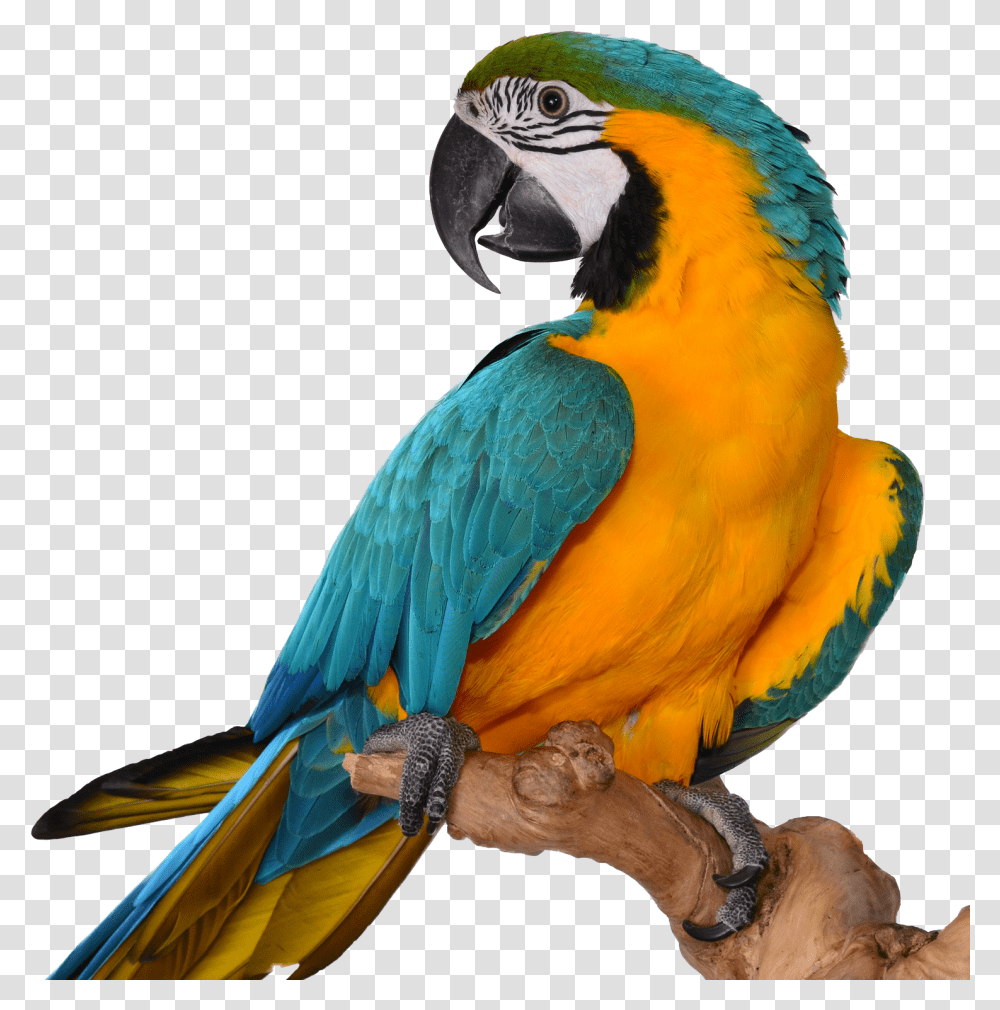Macaw Blue Gold Macaw, Bird, Animal, Parrot Transparent Png
