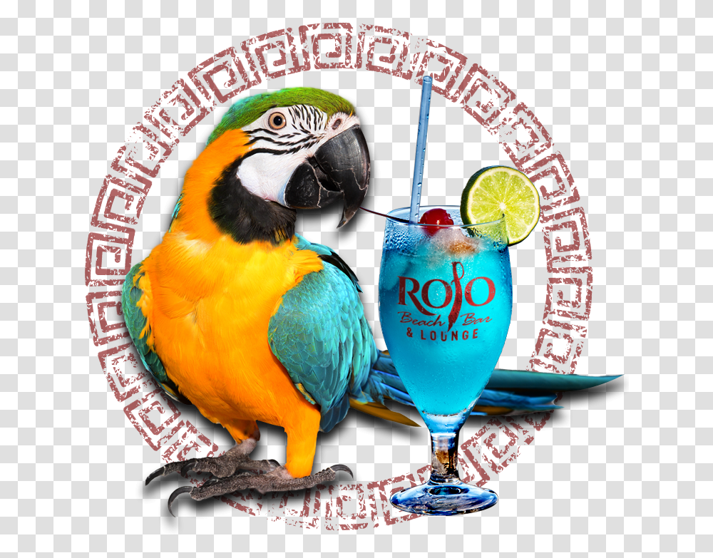 Macaw, Chicken, Poultry, Fowl, Bird Transparent Png