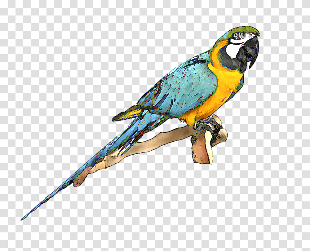 Macaw Clipart, Bird, Animal, Parrot, Beak Transparent Png