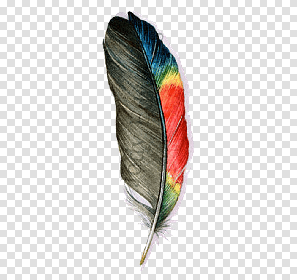 Macaw Feather Image Background Background Feather, Linen, Home Decor, Scarf Transparent Png
