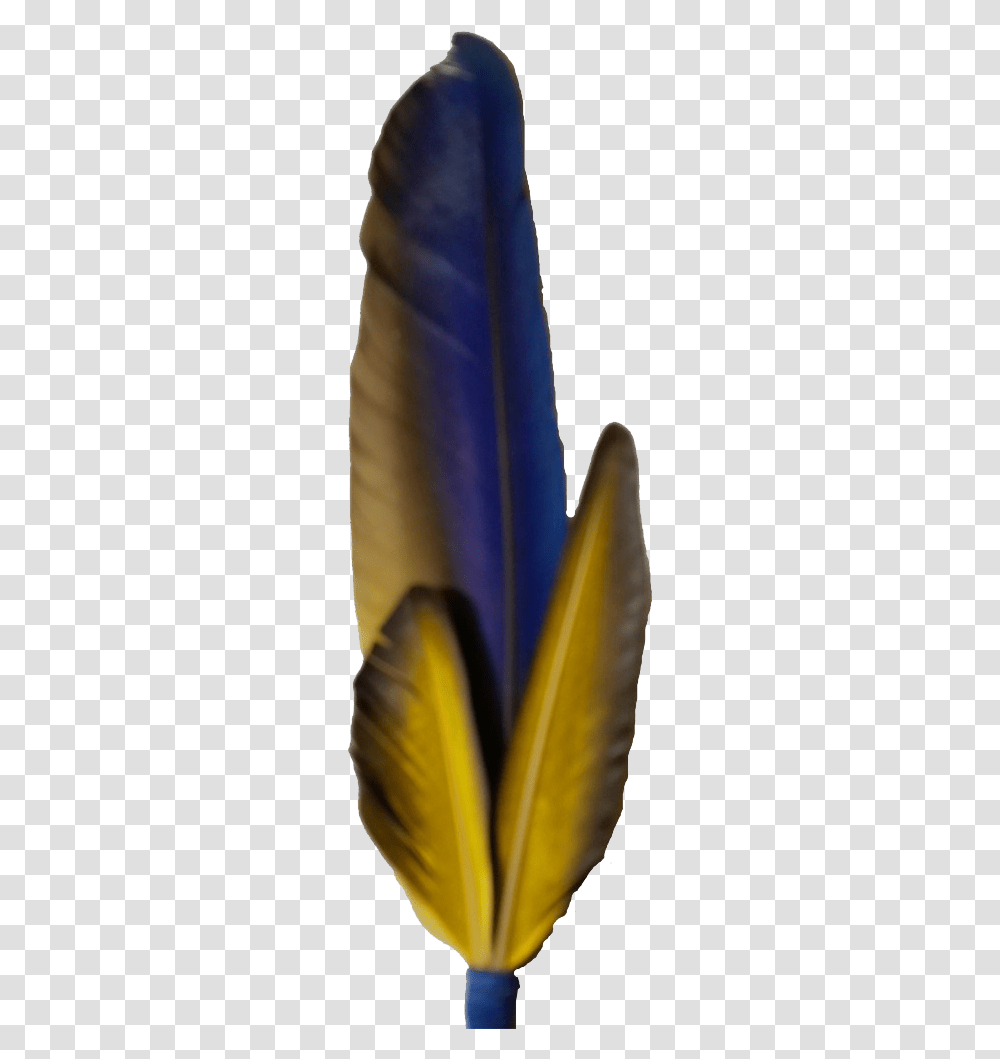 Macaw Feather Photo Feather, Plant, Apparel, Flower Transparent Png
