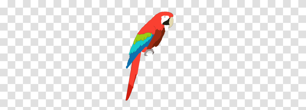 Macaw Free Images, Parrot, Bird, Animal Transparent Png