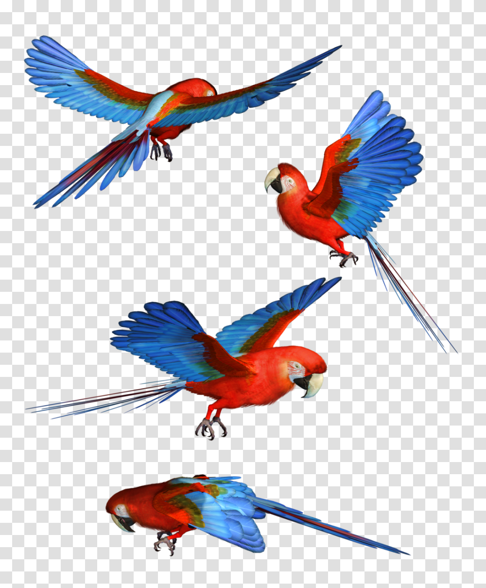 Macaw Hd Colorful Flying Birds, Parrot, Animal Transparent Png