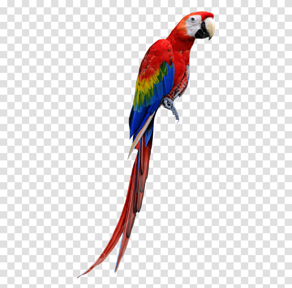 Macaw Imagenes De Guacamayas, Bird, Animal, Parrot Transparent Png
