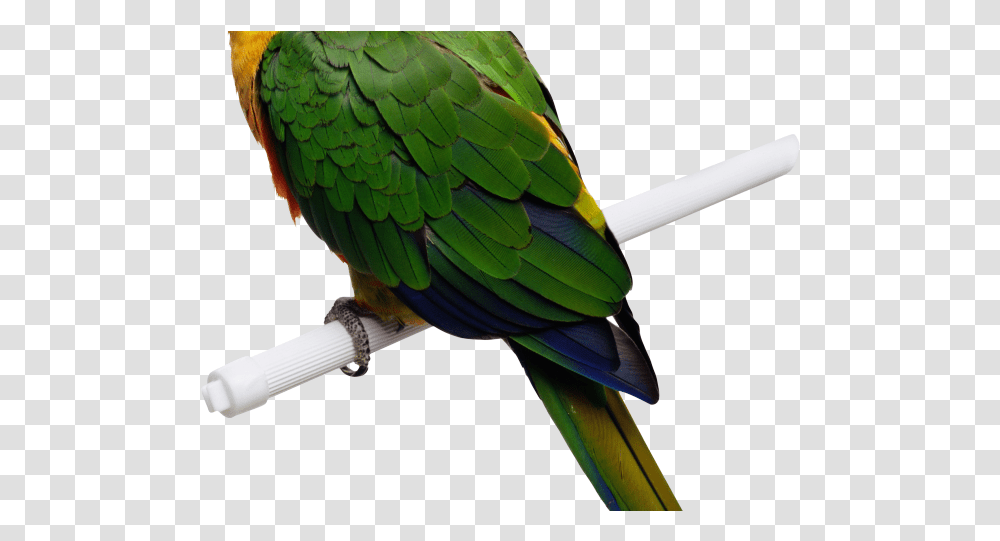 Macaw Images All Animal That Can Fly Yellow Green Parrot, Bird, Parakeet Transparent Png