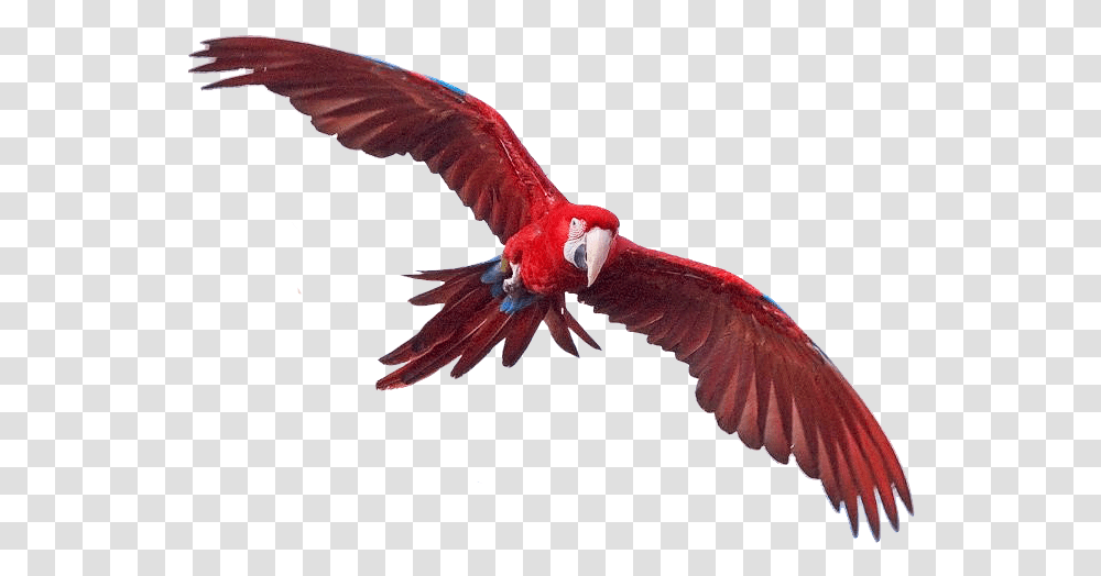 Macaw Images Macaws, Animal, Bird, Parrot, Flying Transparent Png