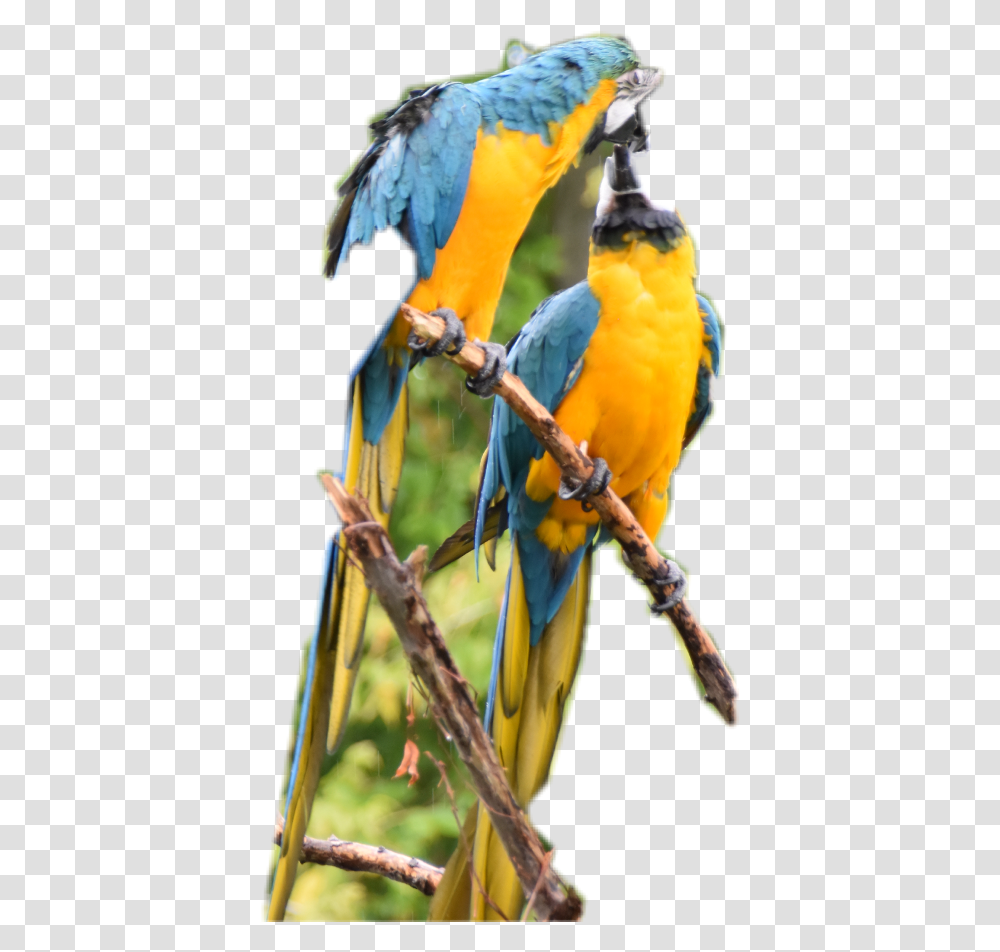 Macaw Macaw, Parrot, Bird, Animal Transparent Png