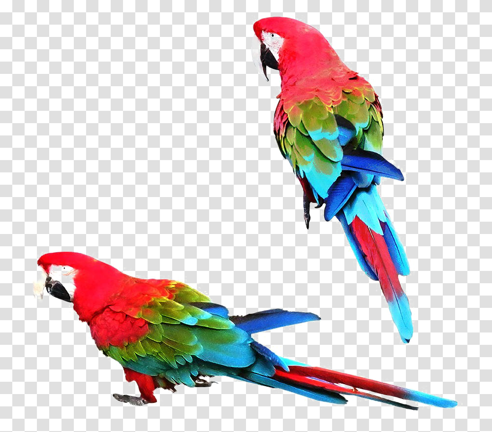 Macaw, Parrot, Bird, Animal, Beak Transparent Png