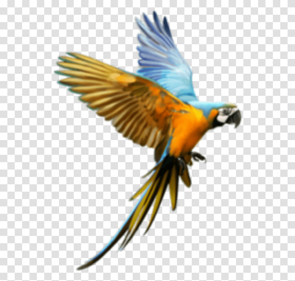 Macaw, Parrot, Bird, Animal Transparent Png