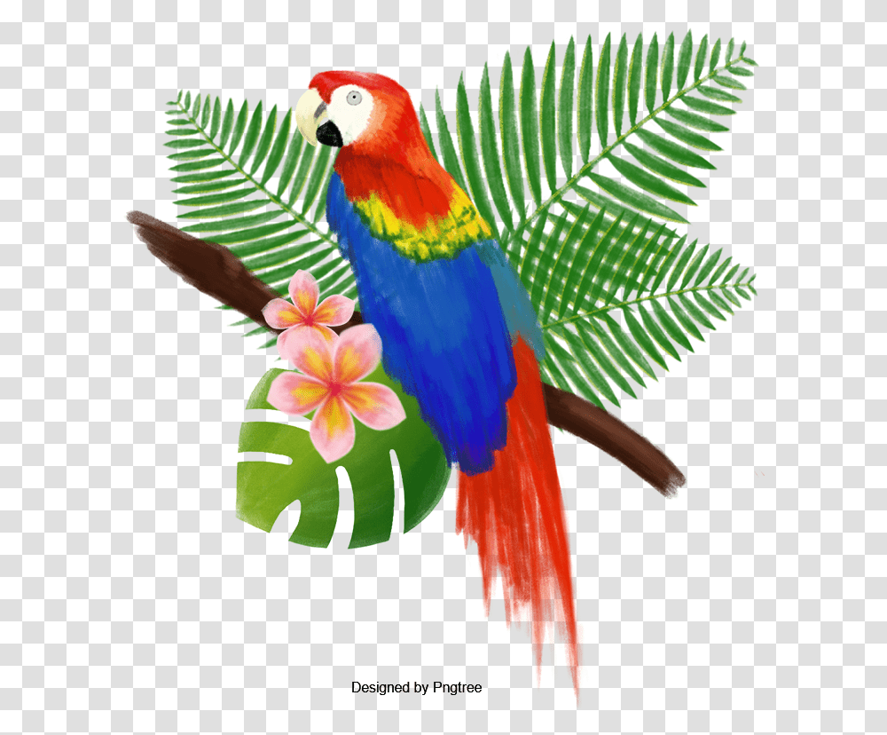 Macaw, Parrot, Bird, Animal Transparent Png