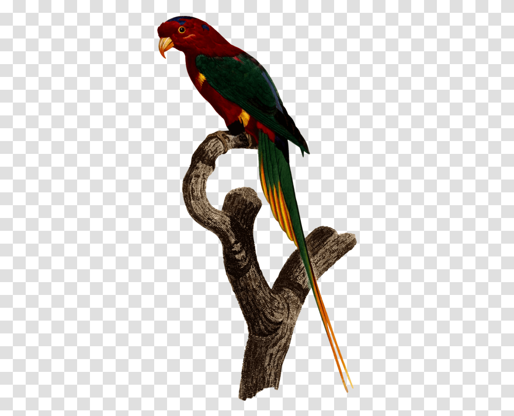 Macaw Parrot Bird Clipart Superb Parrot, Animal, Snake, Reptile Transparent Png