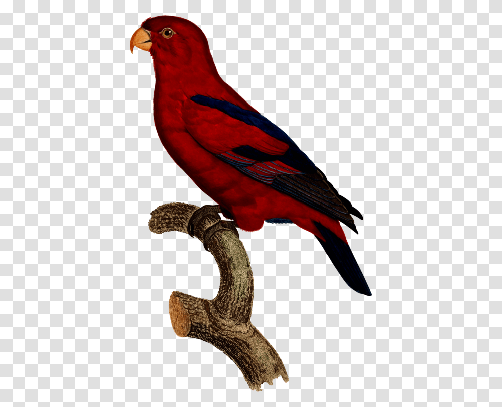 Macaw Parrot Bird Finches Drawing, Animal Transparent Png