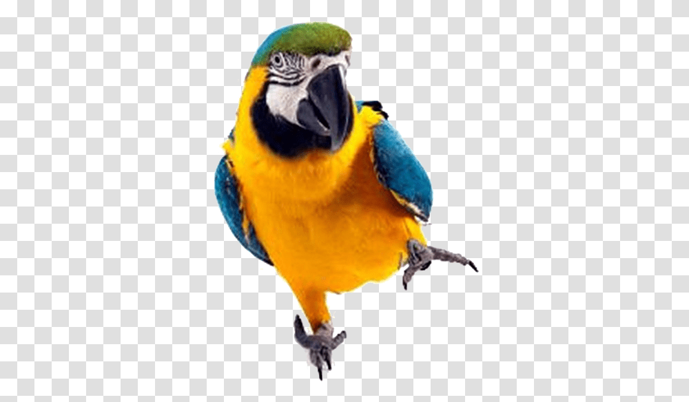 Macaw Parrot Image Background Parrot Full Hd, Bird, Animal Transparent Png