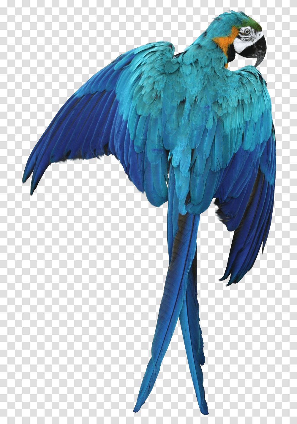 Macaw Parrot Image Bird Graphic, Animal, Bluebird, Flying, Jay Transparent Png