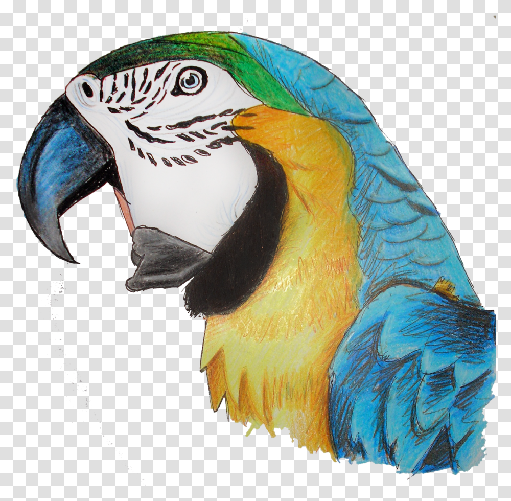 Macaw Parrot Pic Perico De Anillo Indio, Bird, Animal Transparent Png