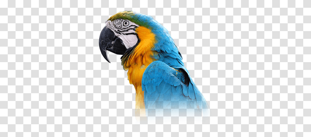 Macaw Personality Food & Care - Pet Birds By Lafeber Co Blue Throated Macaw, Animal, Parrot, Beak Transparent Png