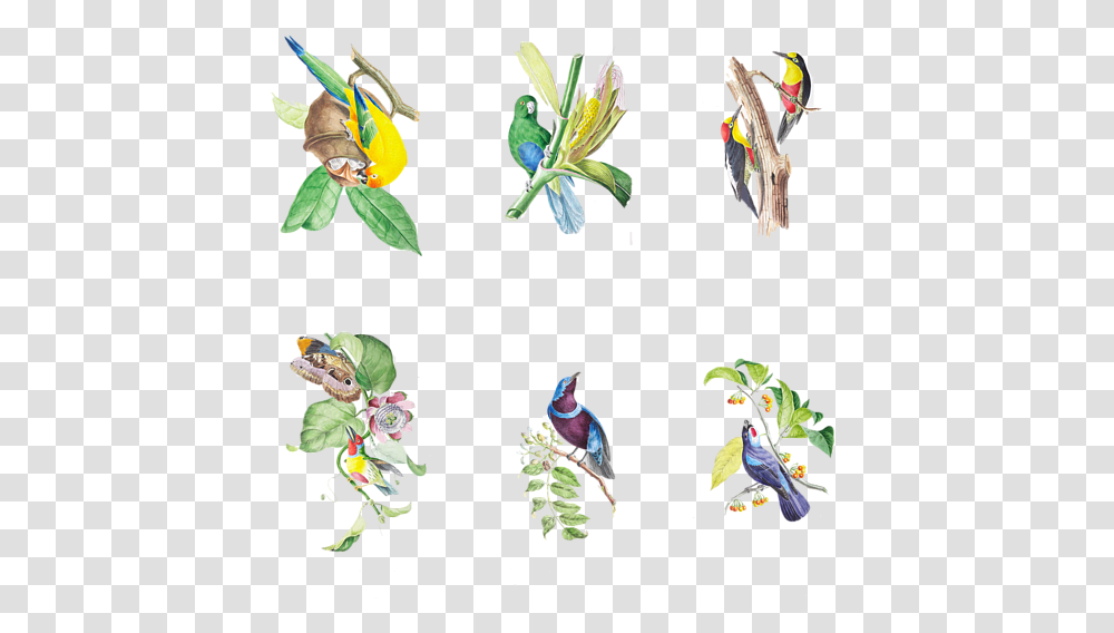 Macaw, Plant, Bird, Animal, Flower Transparent Png