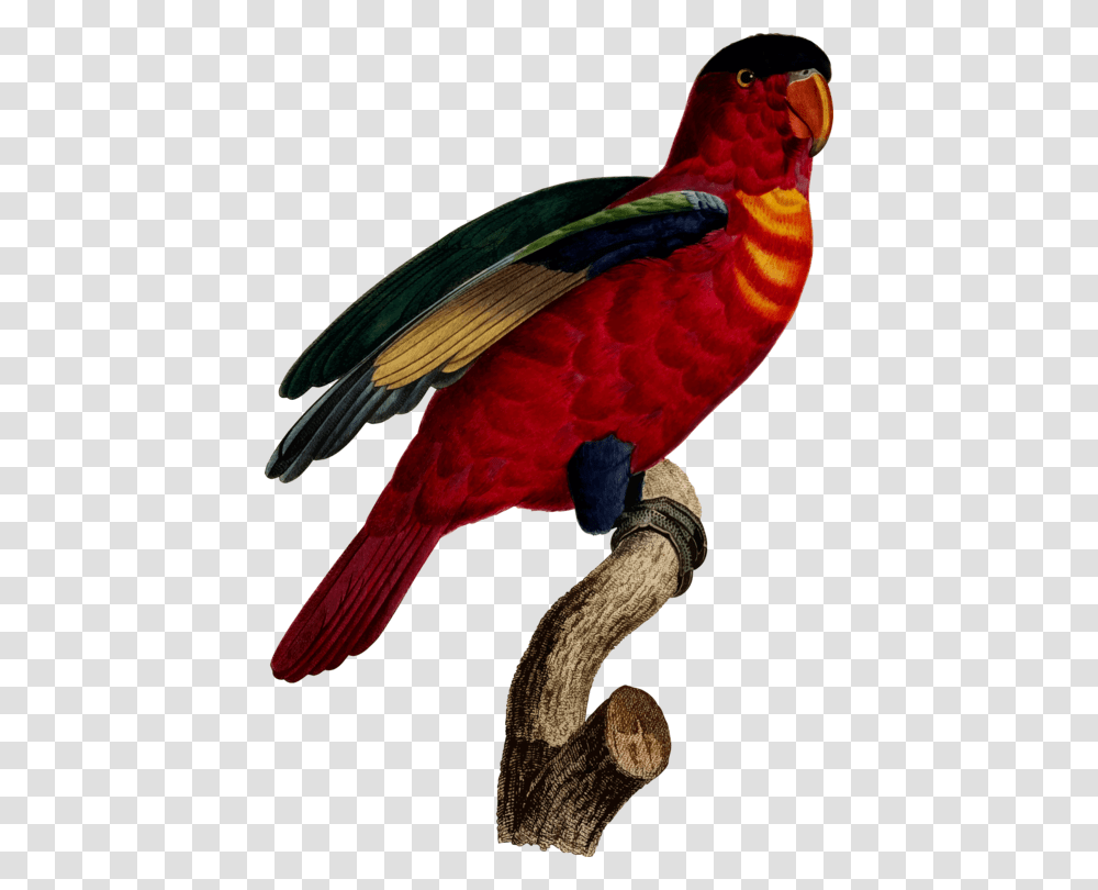Macaw Superb Parrot Loriini Printmaking Free Commercial Clipart, Bird, Animal Transparent Png