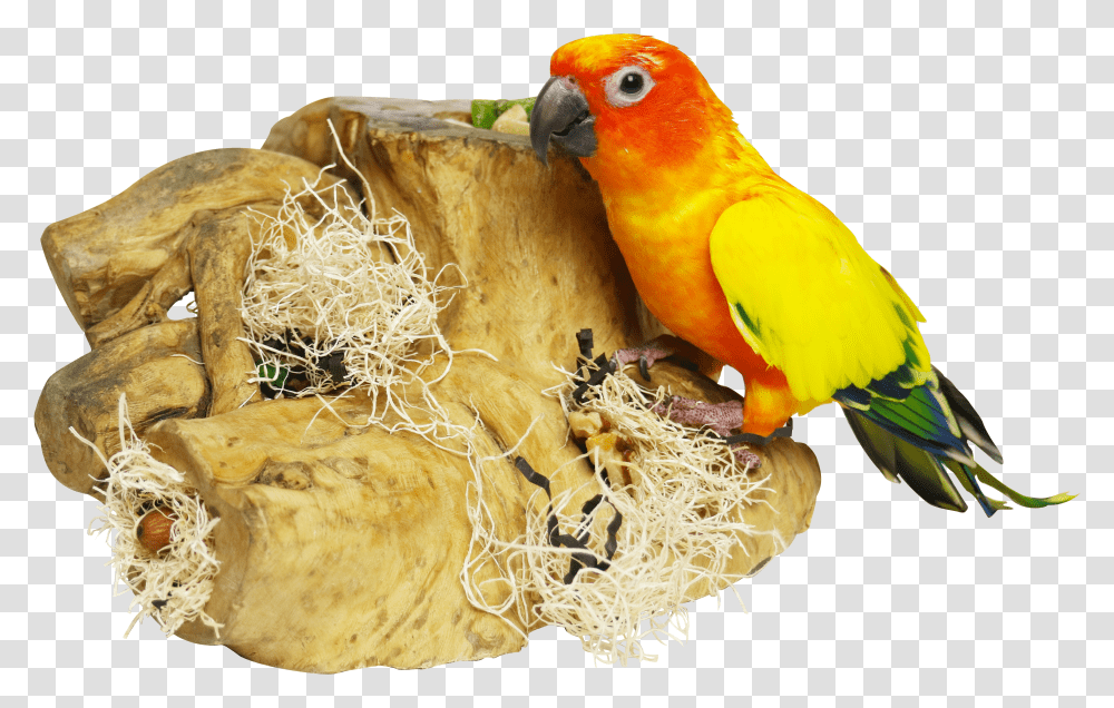 Macaw Transparent Png