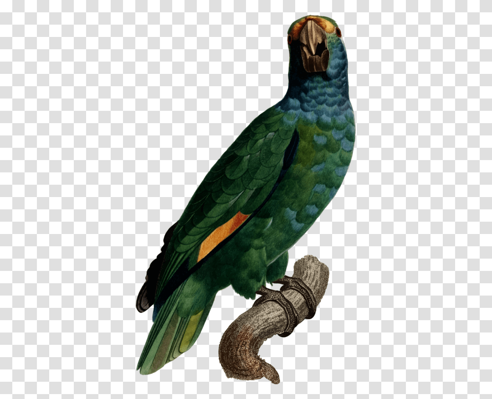 Macawparrotbird Ayudar Desde Casa Amazonas, Animal, Beak, Parakeet Transparent Png