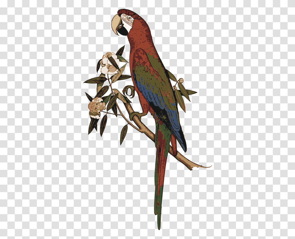 Macawparrotbird Exotic Birds, Animal Transparent Png