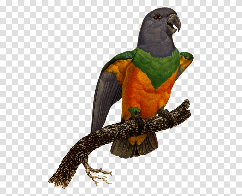 Macawparrotbird Macaw, Animal, Lizard, Reptile, Snake Transparent Png