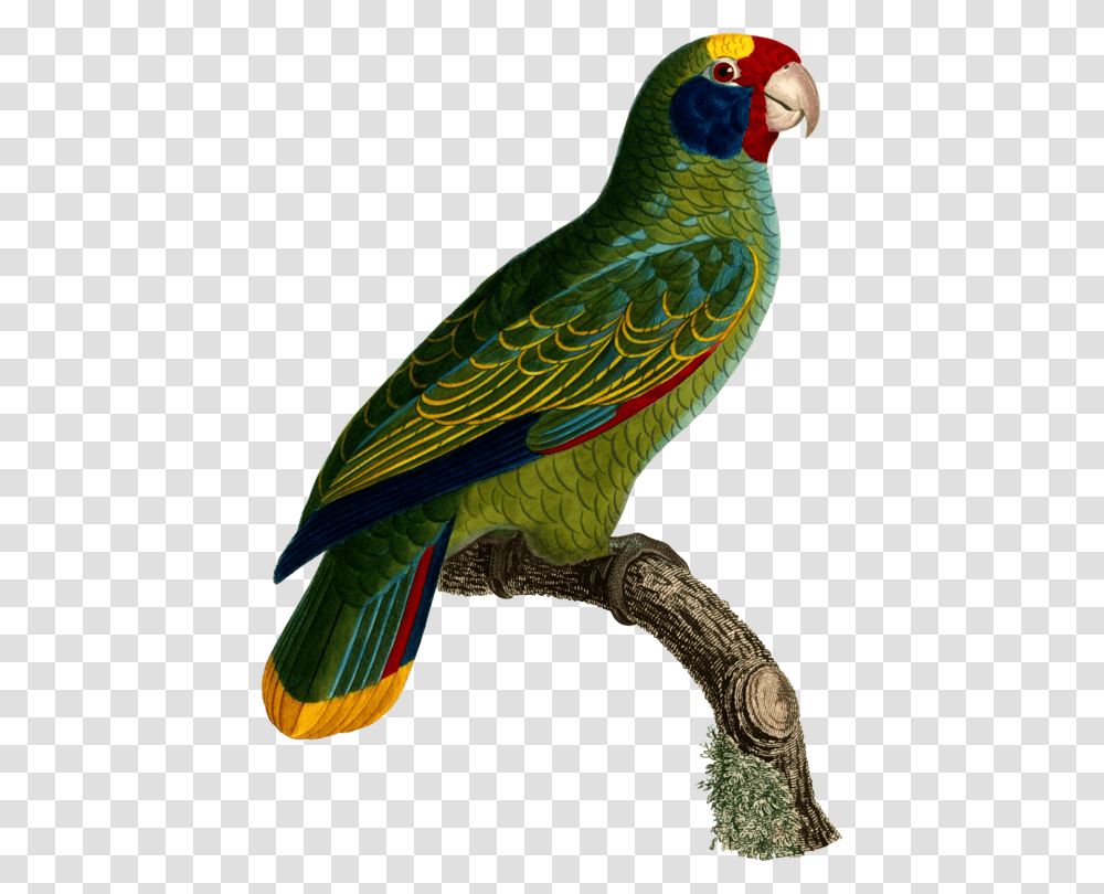Macawparrotlorikeet Parrot, Bird, Animal, Beak, Parakeet Transparent Png