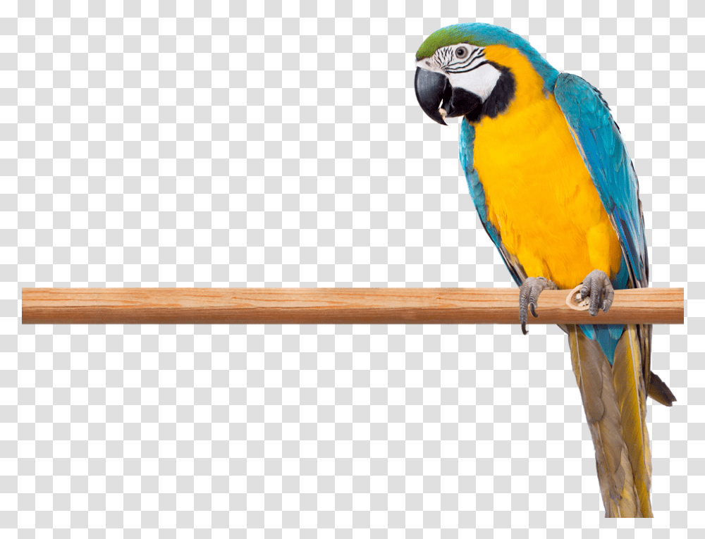 Macaws Parrots, Bird, Animal, Beak Transparent Png