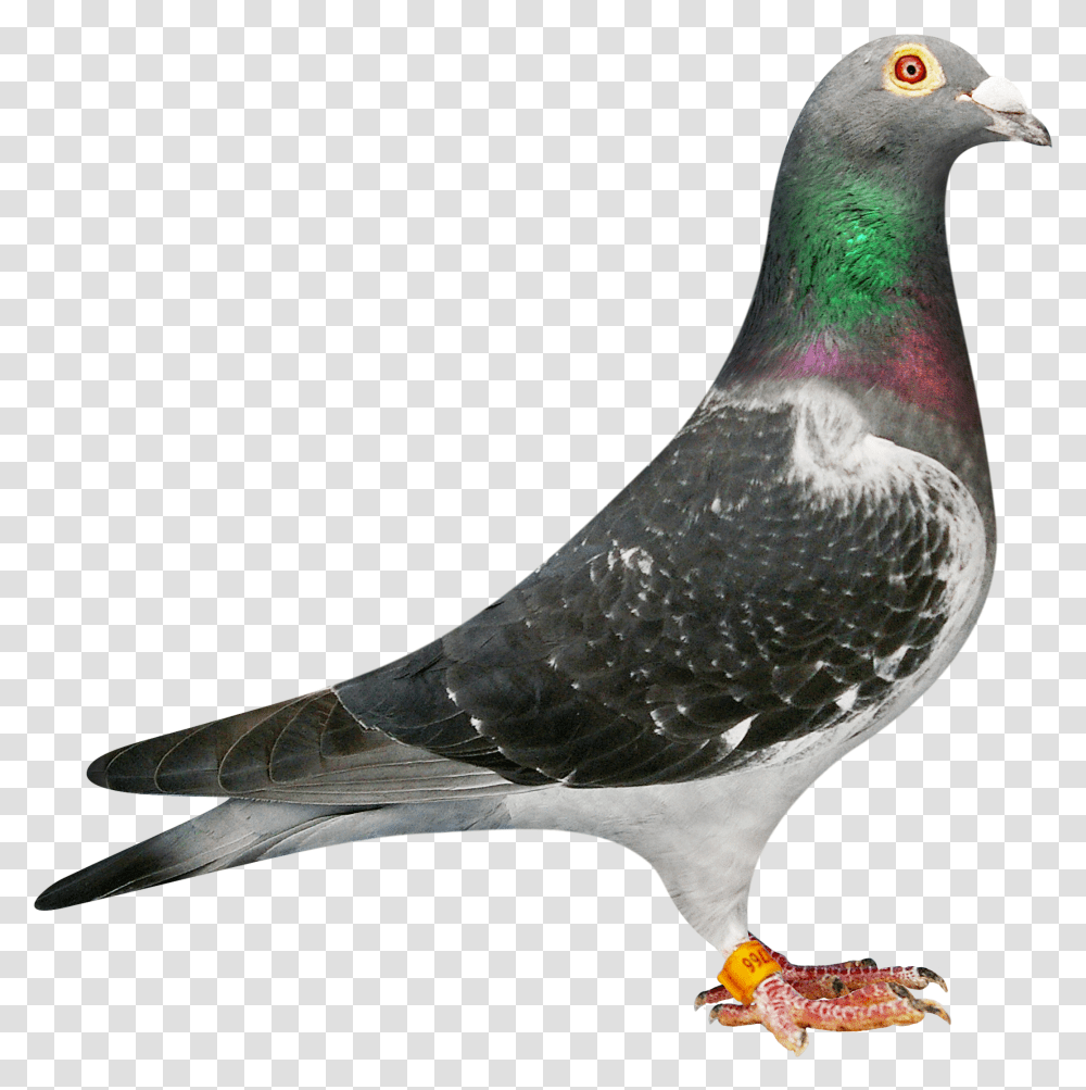 Machiel Buijk Jan Aarden Racing Pigeon, Bird, Animal, Dove Transparent Png