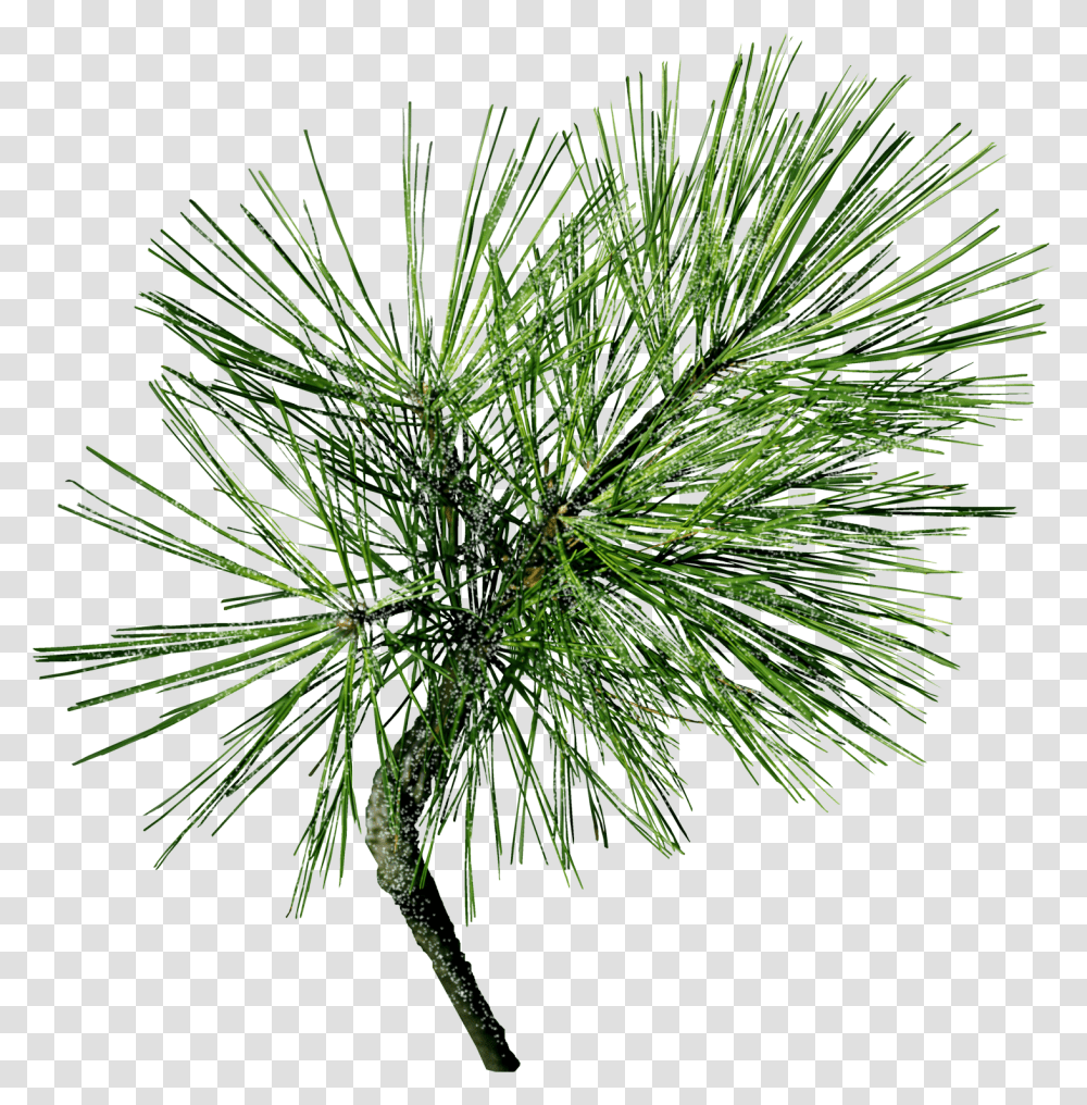 Machine Embroidery Machine Embroidery Designs In Pine Needles, Plant, Tree, Seasoning, Food Transparent Png