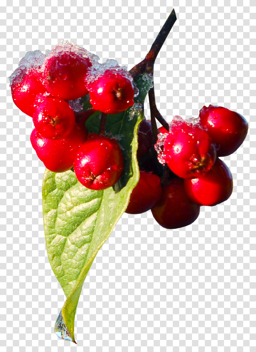 Machine Embroidery Machine Embroidery Designs In Red Christmas Berries, Plant, Fruit, Food, Cherry Transparent Png