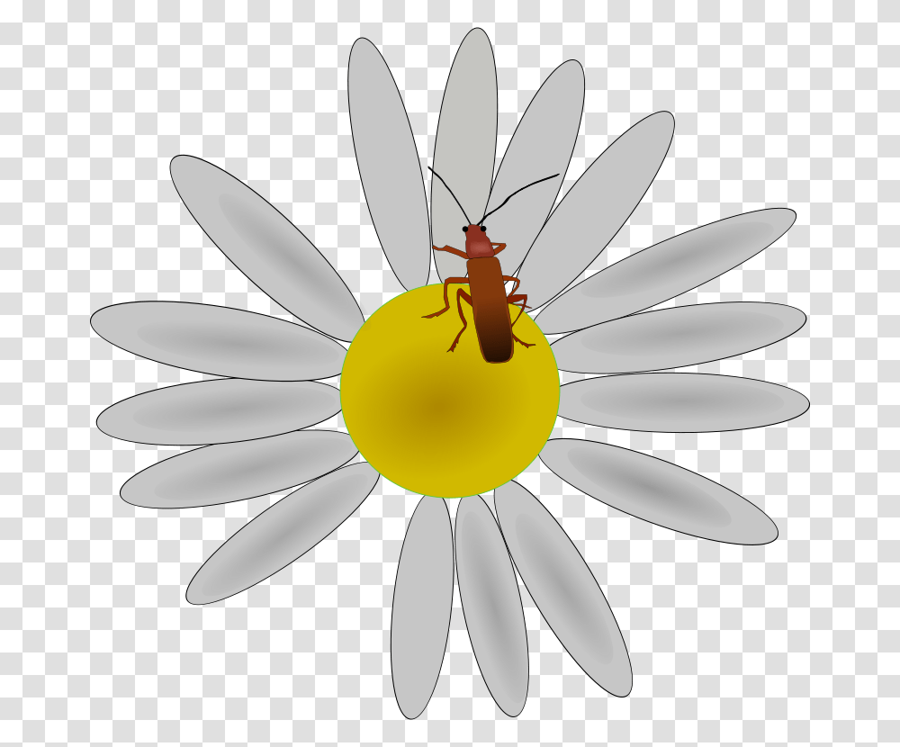 Machovka Bug On A Flower, Animals, Plant, Daisy, Daisies Transparent Png