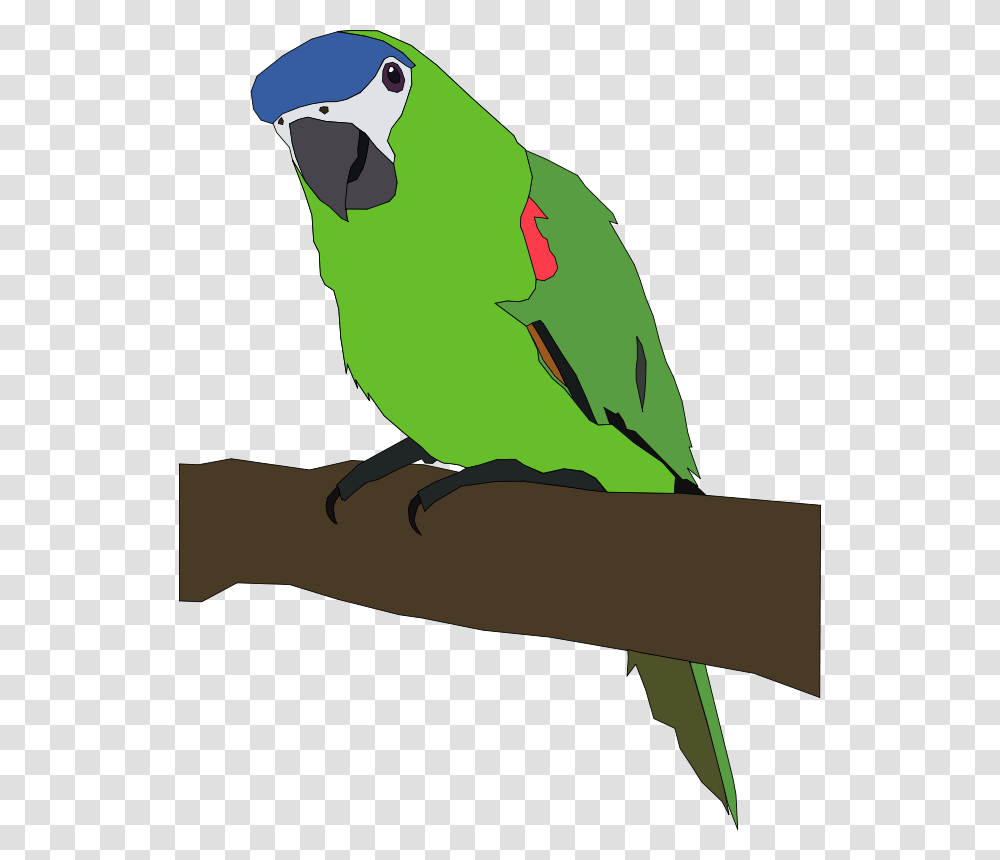 Machovka Parrot, Nature, Bird, Animal, Parakeet Transparent Png