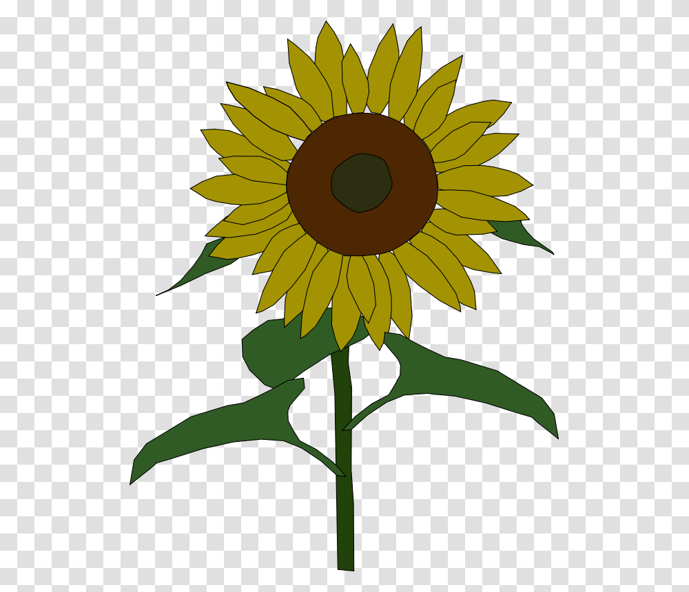 Machovka Sunflower, Nature, Plant, Blossom, Painting Transparent Png