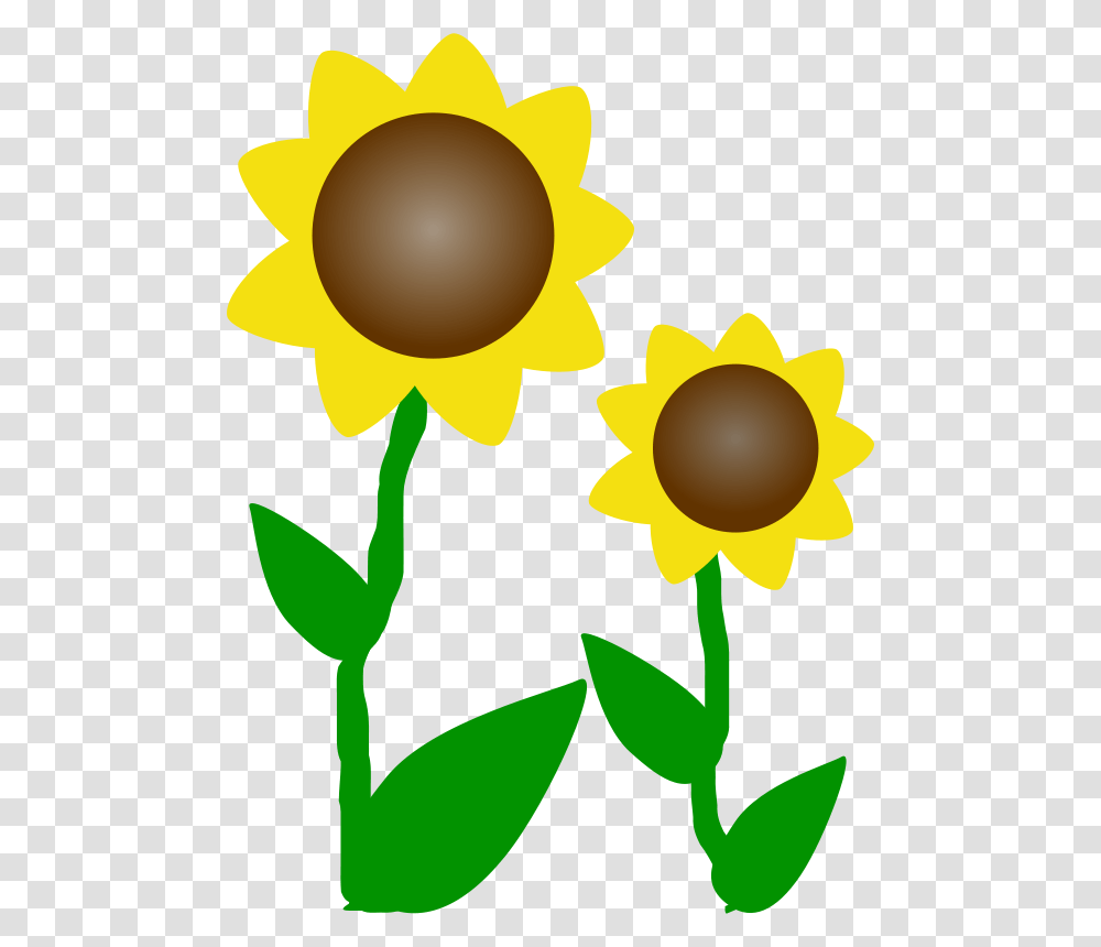 Machovka Sunflowers, Nature, Plant, Blossom, Daffodil Transparent Png