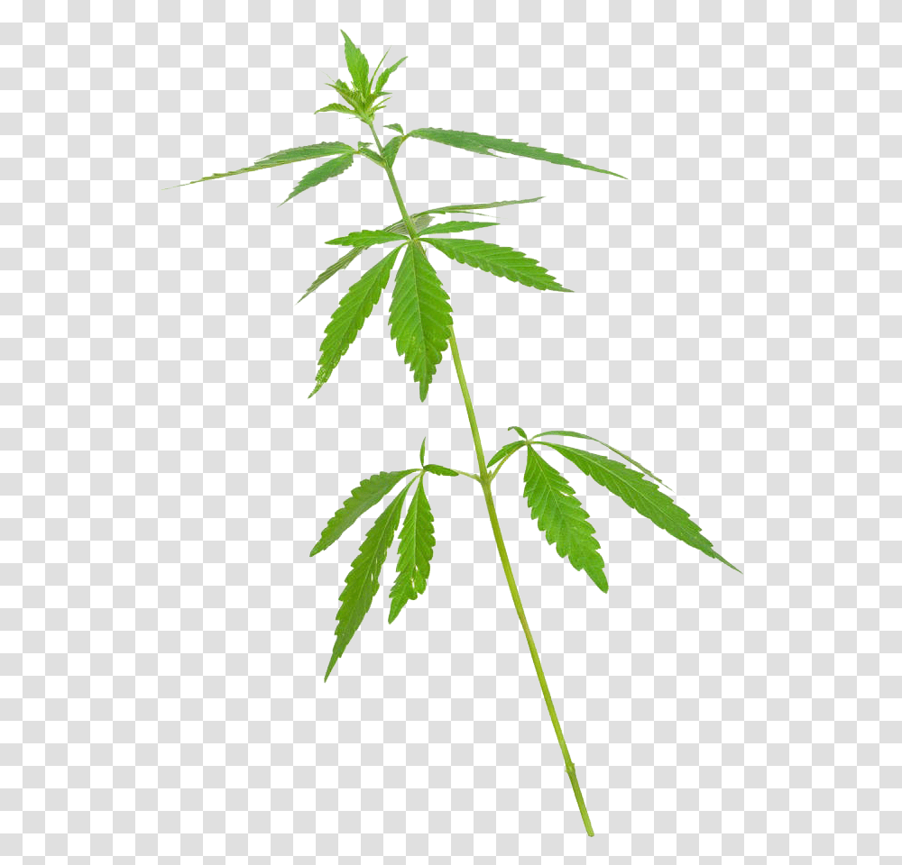 Maconha De 5 Folhas, Plant, Leaf, Hemp Transparent Png