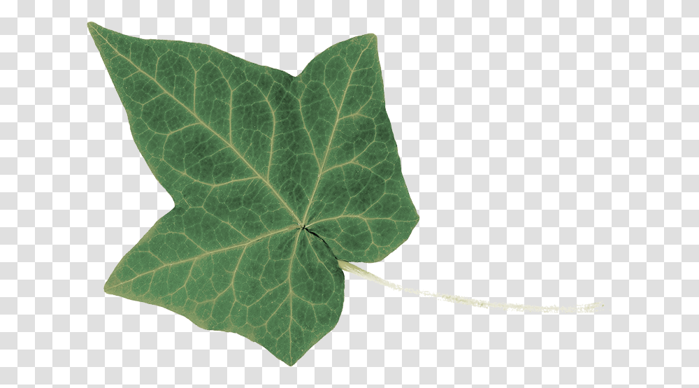 Macro Photography, Leaf, Plant, Maple Leaf, Veins Transparent Png