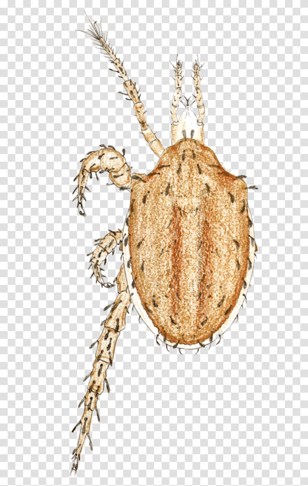 Macrocheles Carinatus By Oudemans, Tick, Animal, Amphibian, Wildlife Transparent Png