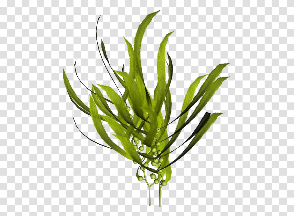 Macrocystis Pyrifera Kelp Seaweed Mineral Kelp Extract, Plant, Aloe, Flower, Blossom Transparent Png